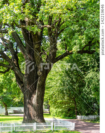 large oak tree, Yelagin Island St Petersburg city large oak tree, Yelagin Island St Petersburg city 142219646