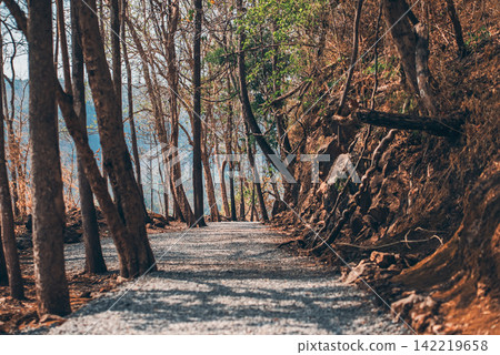 Forest trail path with trees and sunlight in mountain landscape, Scenic hiking walkway through woodland with natural perspective in tropical nature Forest trail path with trees and sunlight in mountain landscape, Scenic hiking walkway through woodland with natural perspective in tropical nature 142219658