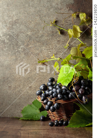 Blue grapes and vine branches. Blue grapes and vine branches. 142219850