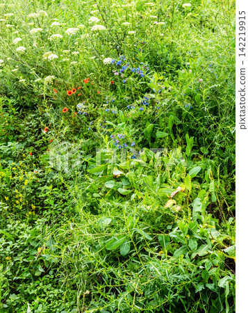 lush wet rvegetation in Dzoraget river gorge lush wet rvegetation in Dzoraget river gorge 142219915