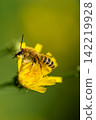 A bee collecting pollen from a flower. 142219928