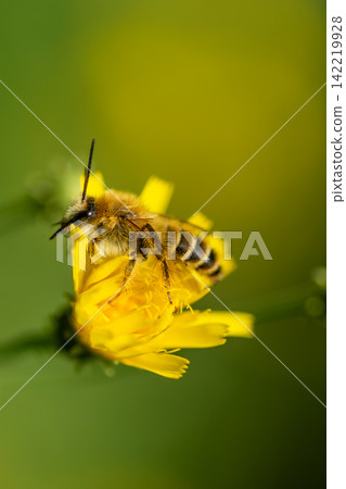 A bee collecting pollen from a flower. A bee collecting pollen from a flower. 142219928