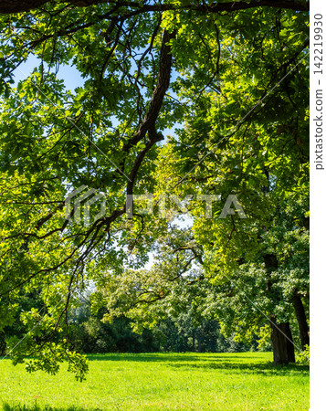 green foliage of oak tree over sunlit meadow green foliage of oak tree over sunlit meadow 142219930