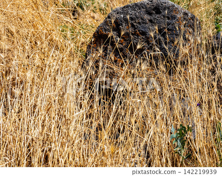 dry grass burnt out by sun and black tuff stone dry grass burnt out by sun and black tuff stone 142219939