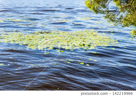 flowering water lilies in water of river in summer flowering water lilies in water of river in summer 142219966