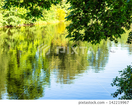 green maple foliage and surface of water pond 142219967