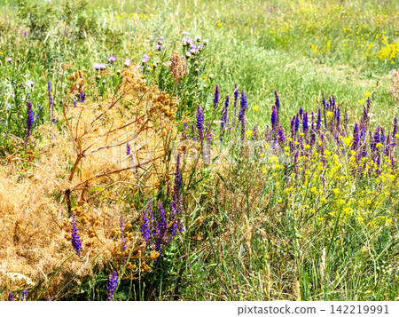 meadow with flowering sage on Mount Aragats slope meadow with flowering sage on Mount Aragats slope 142219991