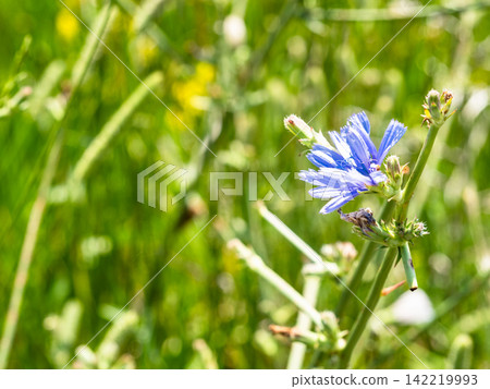 chicory bloom close-up on green mountain meadow chicory bloom close-up on green mountain meadow 142219993