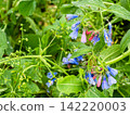 comfrey flowers close-up in wet green grass 142220003