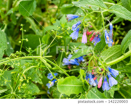 comfrey flowers close-up in wet green grass 142220003