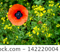 red poppy bloom close-up and yellow blossoms 142220004
