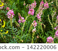 sainfoin flowers close-up and green background 142220006