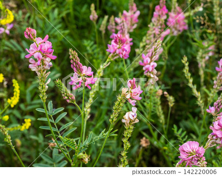 sainfoin flowers close-up and green background sainfoin flowers close-up and green background 142220006