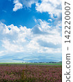 clouds in blue sky over sainfoin field in Armenia 142220007