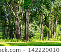 aspen grove on meadow on sunny summer day 142220010