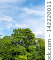 blue cloudy sky over lush green foliage of trees 142220011