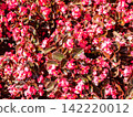 red begonia flowers on flowerbed in summer 142220012
