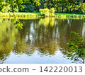 leaves of oak tree on foreground and blurred pond 142220013