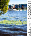 water lilies in water and blurred yacht club 142220014