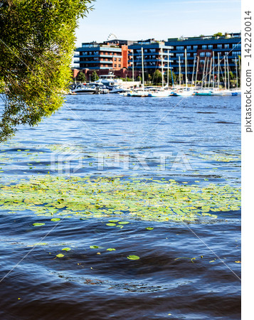 water lilies in water and blurred yacht club water lilies in water and blurred yacht club 142220014