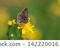 A blue buttercup butterfly sitting on a yellow wildflower. 142220016
