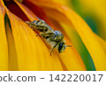 A bee, soaked after the rain, is drying on the petals of a flower. 142220017