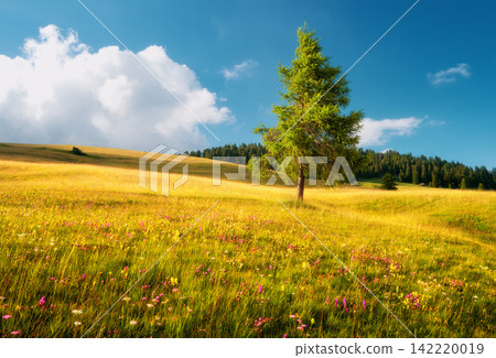 Single green larch tree on blooming wildflower meadow hill Single green larch tree on blooming wildflower meadow hill 142220019