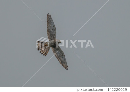 A kestrel soaring through the sky - Mishima Island, Yamaguchi Prefecture 142220029