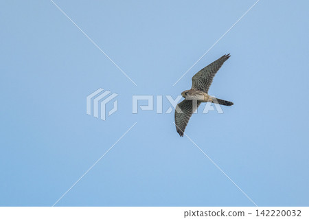 A kestrel soaring through the sky - Mishima Island, Yamaguchi Prefecture 142220032