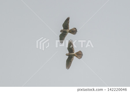 A kestrel soaring through the sky - Mishima Island, Yamaguchi Prefecture 142220046
