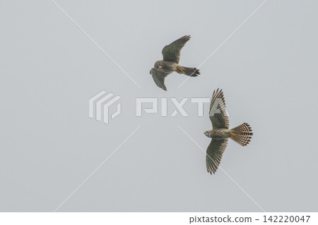 A kestrel soaring through the sky - Mishima Island, Yamaguchi Prefecture 142220047