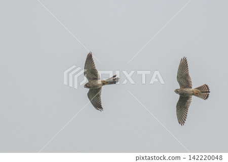 A kestrel soaring through the sky - Mishima Island, Yamaguchi Prefecture 142220048
