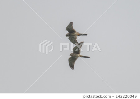 A kestrel soaring through the sky - Mishima Island, Yamaguchi Prefecture 142220049