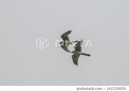 A kestrel soaring through the sky - Mishima Island, Yamaguchi Prefecture 142220050