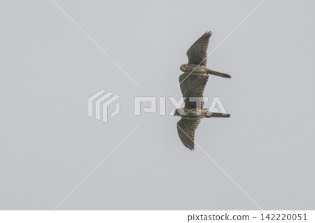 A kestrel soaring through the sky - Mishima Island, Yamaguchi Prefecture 142220051