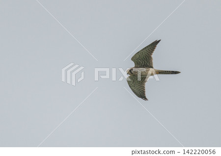 A kestrel soaring through the sky - Mishima Island, Yamaguchi Prefecture 142220056
