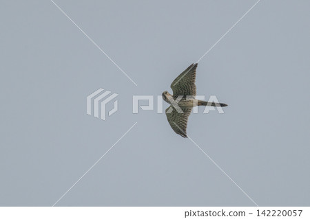 A kestrel soaring through the sky - Mishima Island, Yamaguchi Prefecture A kestrel soaring through the sky - Mishima Island, Yamaguchi Prefecture 142220057