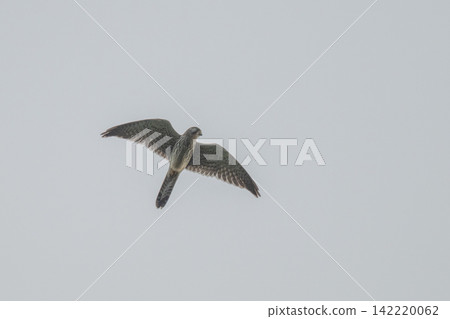 A kestrel soaring through the sky - Mishima Island, Yamaguchi Prefecture A kestrel soaring through the sky - Mishima Island, Yamaguchi Prefecture 142220062
