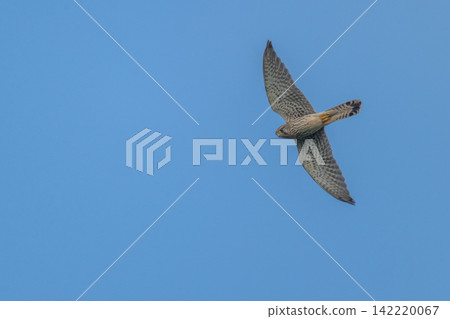 A kestrel soaring through the sky - Mishima Island, Yamaguchi Prefecture 142220067