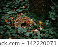 The deserted nest of a wild animal in the forest. 142220071