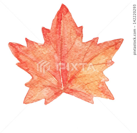 Watercolor red maple leaf. Hand painted vintage botanical illustration for fairy tale artwork, nursery decor, seasonal compositions, clip art collections and creative projects. Watercolor red maple leaf. Hand painted vintage botanical illustration for fairy tale artwork, nursery decor, seasonal compositions, clip art collections and creative projects. 142220293