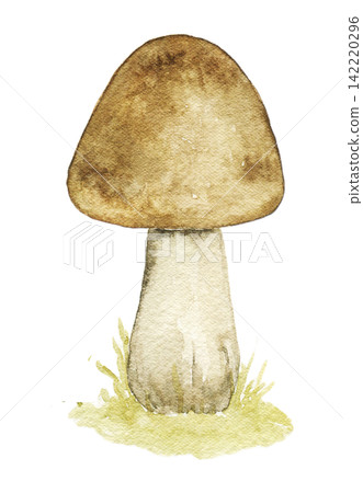 Watercolor woodland mushroom. Hand painted vintage botanical illustration for fairy tale books, storybook pages, nursery decor, autumn scenes and clipart. Watercolor woodland mushroom. Hand painted vintage botanical illustration for fairy tale books, storybook pages, nursery decor, autumn scenes and clipart. 142220296