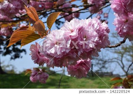 雙櫻花 雙櫻花 142220524