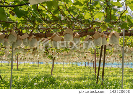 A vineyard lined with bags covering the grapes. A vineyard lined with bags covering the grapes. 142220608