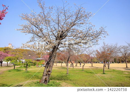 Refreshing wild cherry blossoms Refreshing wild cherry blossoms 142220738