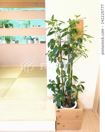 Ficus rubiginosa (French rubber tree), 10-inch pot, large houseplant, suitable for indoor interiors, Japanese modern style. Ficus rubiginosa (French rubber tree), 10-inch pot, large houseplant, suitable for indoor interiors, Japanese modern style. 142220777