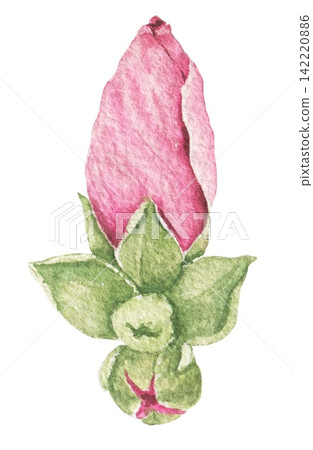 Watercolor pink hibiscus flower bud with closed petals and green sepals, an illustration for wedding invitations, cards, stationery, packaging, botanical projects and summer crafts. Watercolor pink hibiscus flower bud with closed petals and green sepals, an illustration for wedding invitations, cards, stationery, packaging, botanical projects and summer crafts. 142220886