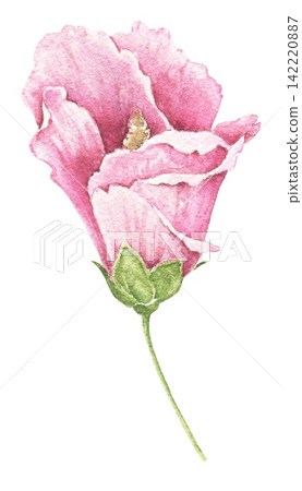 Watercolor pink hibiscus flower bud opening into a blossom with green sepals and a slender stem, an illustration for wedding invitations, cards, stationery, packaging and summer crafts. Watercolor pink hibiscus flower bud opening into a blossom with green sepals and a slender stem, an illustration for wedding invitations, cards, stationery, packaging and summer crafts. 142220887