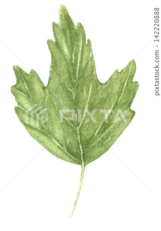 Watercolor green hibiscus leaf with pointed lobes and detailed veins, an illustration for botanical collections, wedding stationery, invitations, cards, packaging and summer crafts. Watercolor green hibiscus leaf with pointed lobes and detailed veins, an illustration for botanical collections, wedding stationery, invitations, cards, packaging and summer crafts. 142220888