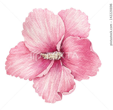 Watercolor pink hibiscus flower with five broad petals and a detailed central stamen, an illustration for wedding invitations, cards, stationery, packaging, textiles and summer projects. Watercolor pink hibiscus flower with five broad petals and a detailed central stamen, an illustration for wedding invitations, cards, stationery, packaging, textiles and summer projects. 142220896